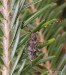 kozlíček mřížkovaný (Brouci), Acanthocinus reticulatus, Cerambycidae, Acanthocinini (Coleoptera)